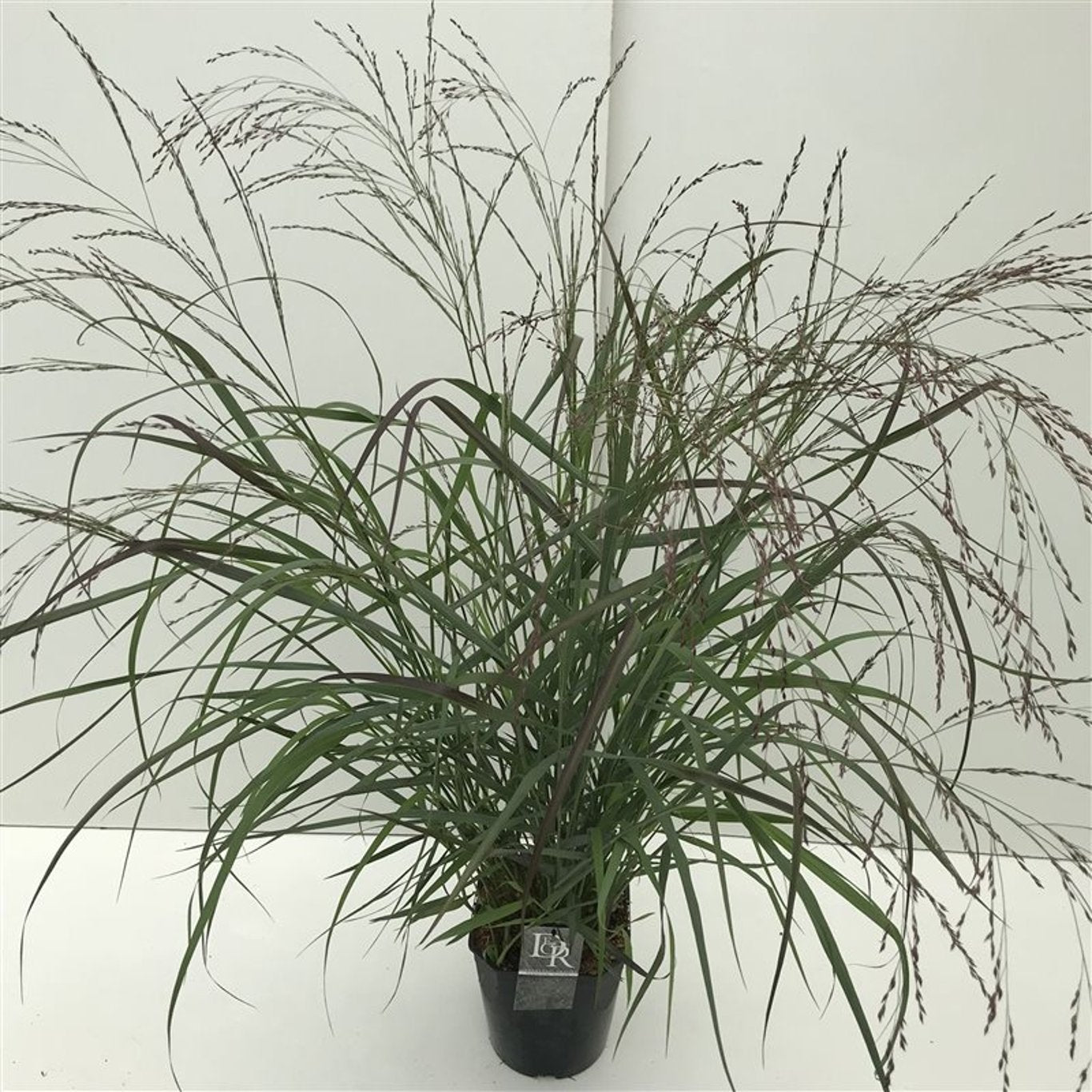 Panicum virgatum 'Squaw' - C5